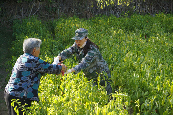 图三：工作队员帮助村中独居老人采摘辣椒_副本.jpg