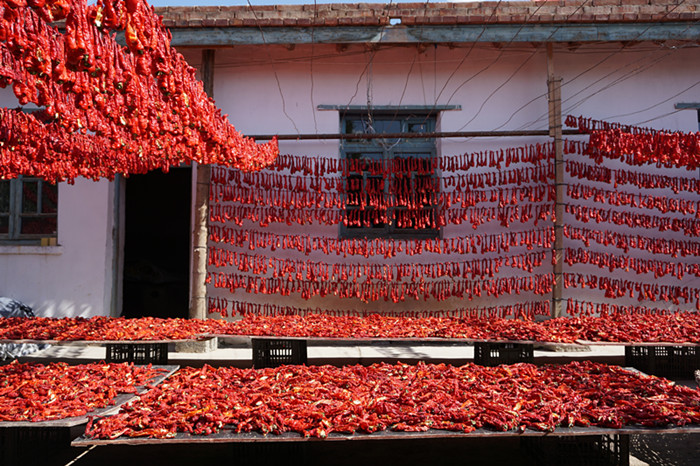 图一：村民家中晾晒的辣椒点缀的整个院子都火红火红的_副本.jpg