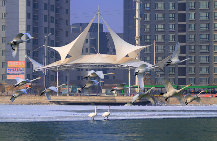 天鹅故乡 山水梨城_副本.jpg