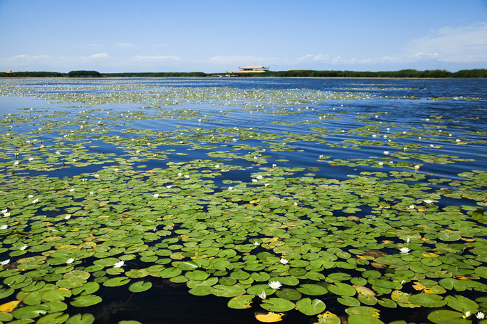 博斯腾湖水天一色印荷花_副本.jpg