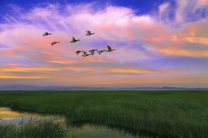 5 落霞与鹭欧齐飞_副本.jpg