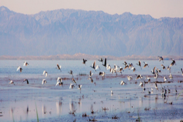 4 候鸟归栖_副本_副本.jpg