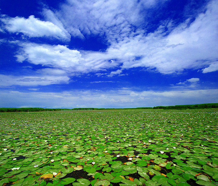 3 接天连叶无穷碧_副本.jpg