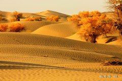 【纪检人&middot;镜头】走遍千山万水，醉美大漠胡杨！